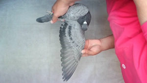 Pigeon image