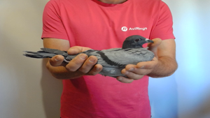 Pigeon image