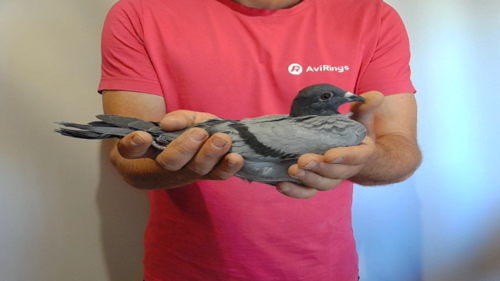 Pigeon image