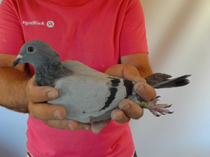 Pigeon image