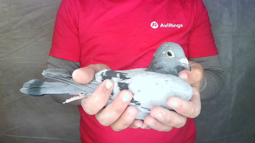 Pigeon image