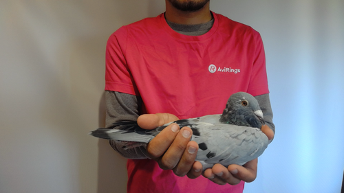 Pigeon image