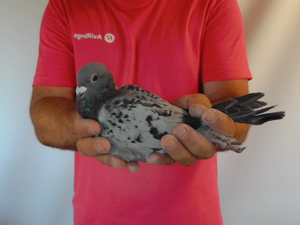 Pigeon image