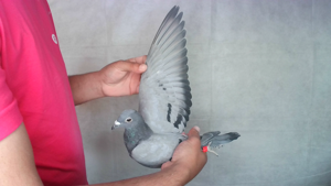 Pigeon image