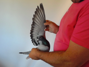 Pigeon image