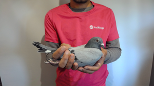 Pigeon image