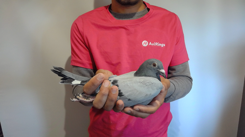 Pigeon image