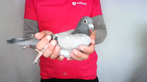 Pigeon image