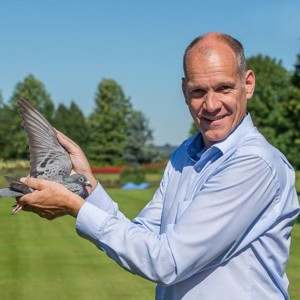 Pigeon image