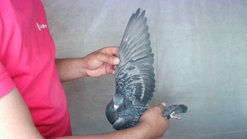 Pigeon image