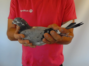 Pigeon image