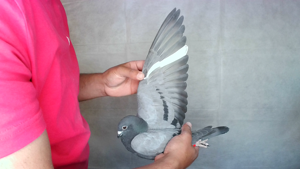 Pigeon image