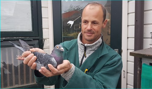 Pigeon image