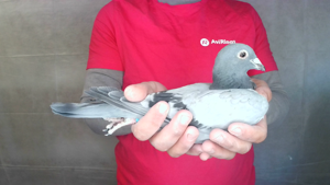 Pigeon image