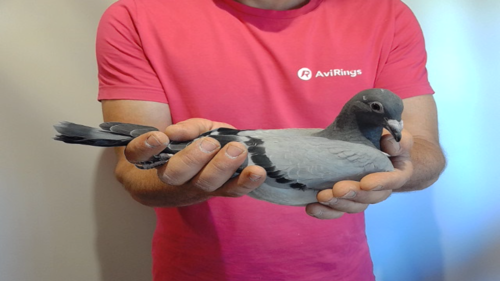 Pigeon image