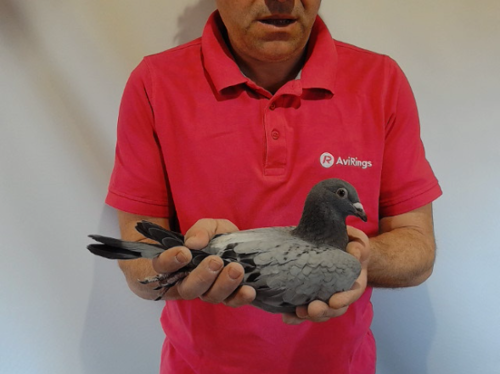 Pigeon image