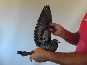 Pigeon image