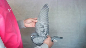Pigeon image