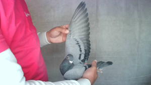 Pigeon image
