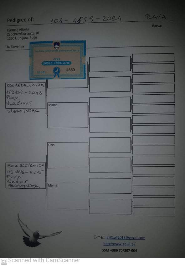 Pigeon pedigree image