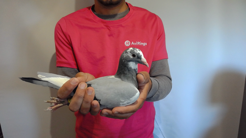 Pigeon image