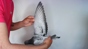 Pigeon image