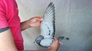 Pigeon image