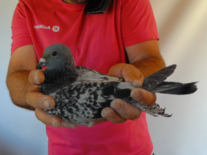 Pigeon image