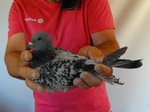 Pigeon image