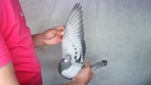 Pigeon image
