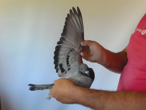 Pigeon image