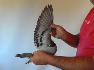 Pigeon image