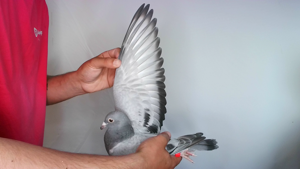 Pigeon image