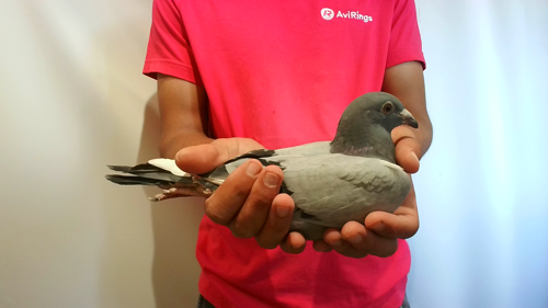 Pigeon image