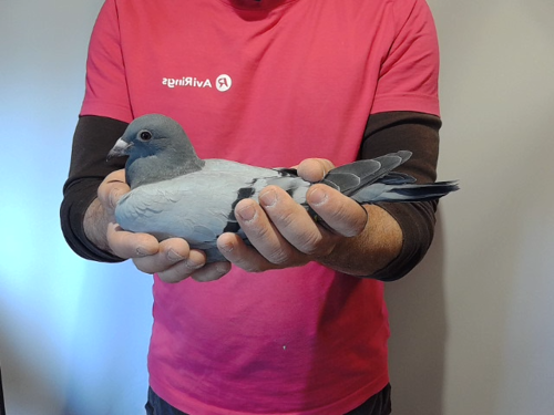 Pigeon image