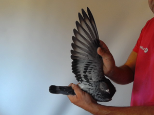 Pigeon image