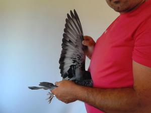 Pigeon image