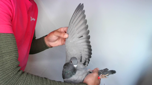 Pigeon image