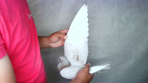 Pigeon image
