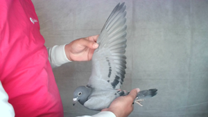 Pigeon image