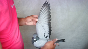 Pigeon image