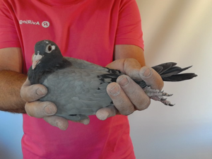 Pigeon image