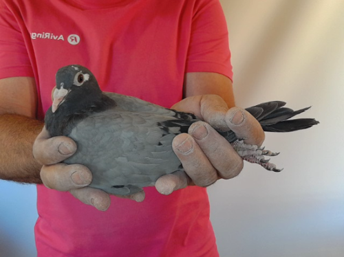 Pigeon image