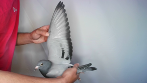 Pigeon image