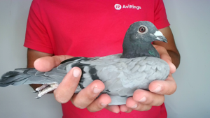Pigeon image