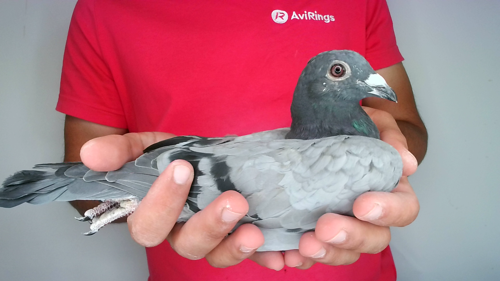 Pigeon image