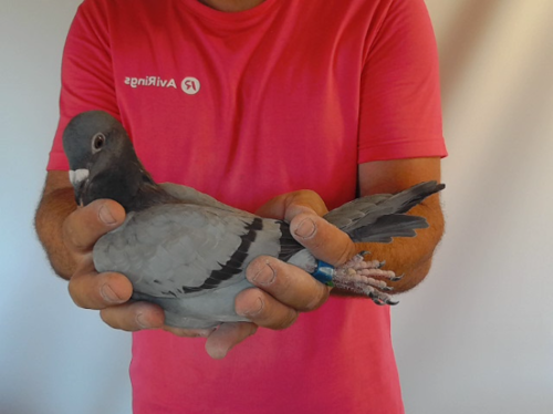Pigeon image