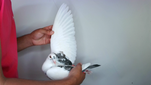 Pigeon image