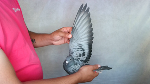 Pigeon image