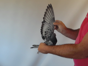 Pigeon image